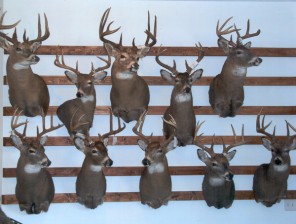 deer heads