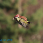 IMG_7847-0.PNG