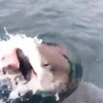 Shark-Steals-Fish-off-Fishermans-Line-Big