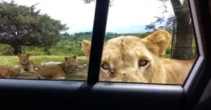 lion opens car door safari