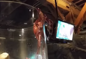 octopus seattle aquarium escape